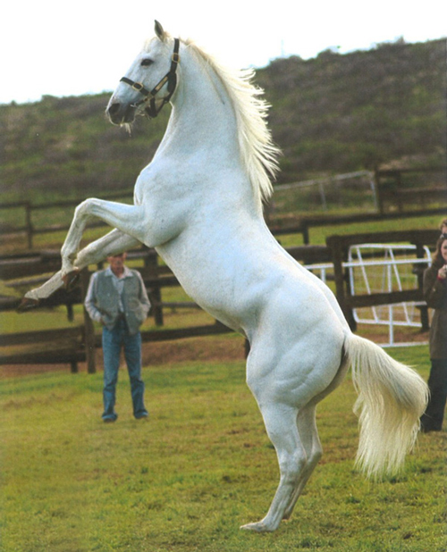 White Horse Named Daylami